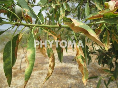 Xylella fastidiosa